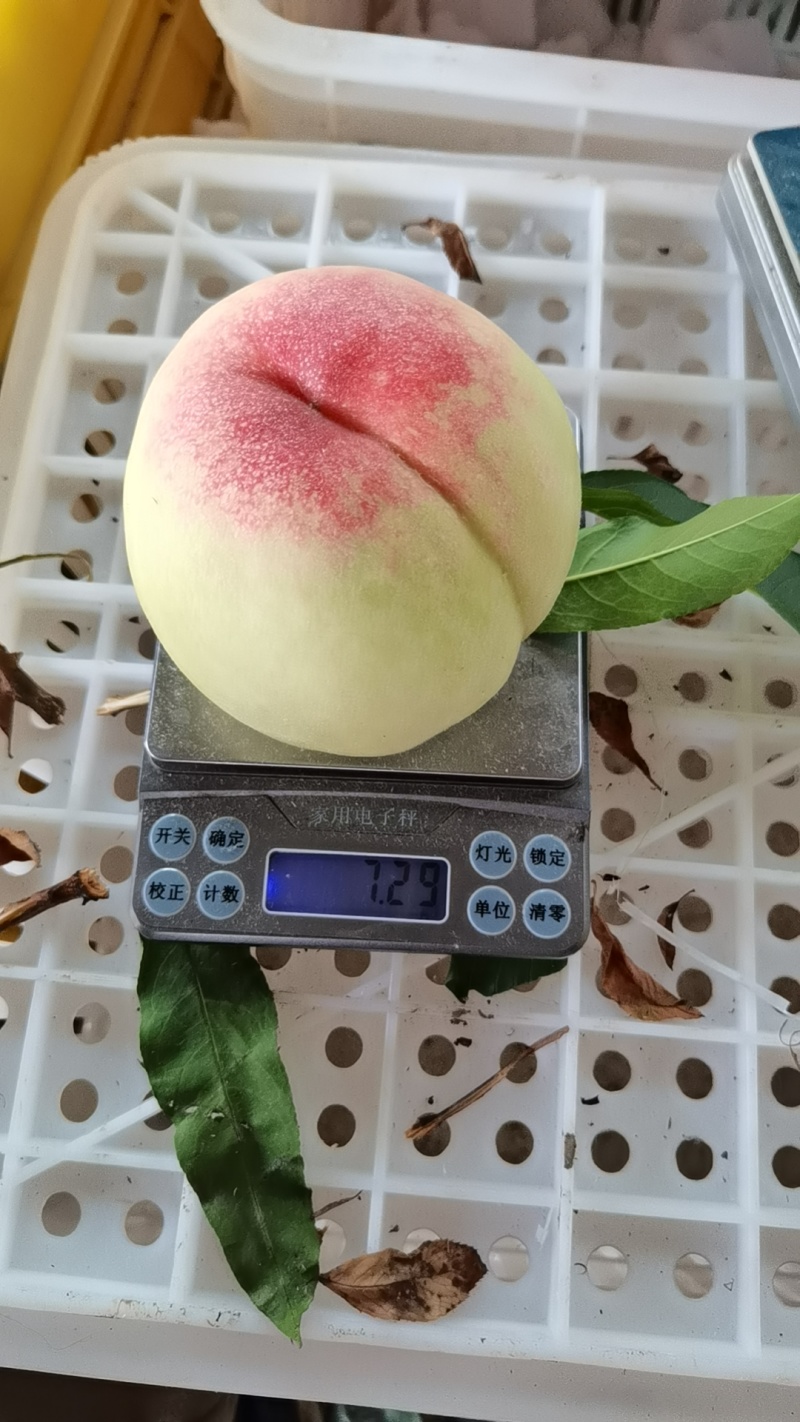 水蜜桃上市了，无锡阳山水蜜桃，白凤水蜜桃