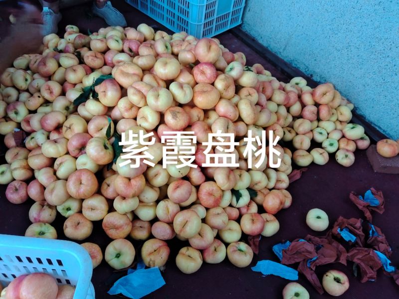 油盘