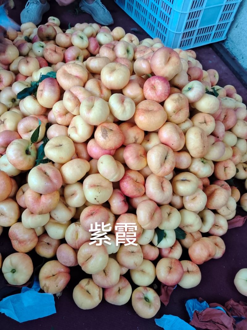 油盘