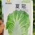 夏冠白菜苗，耐热抗病，产量高