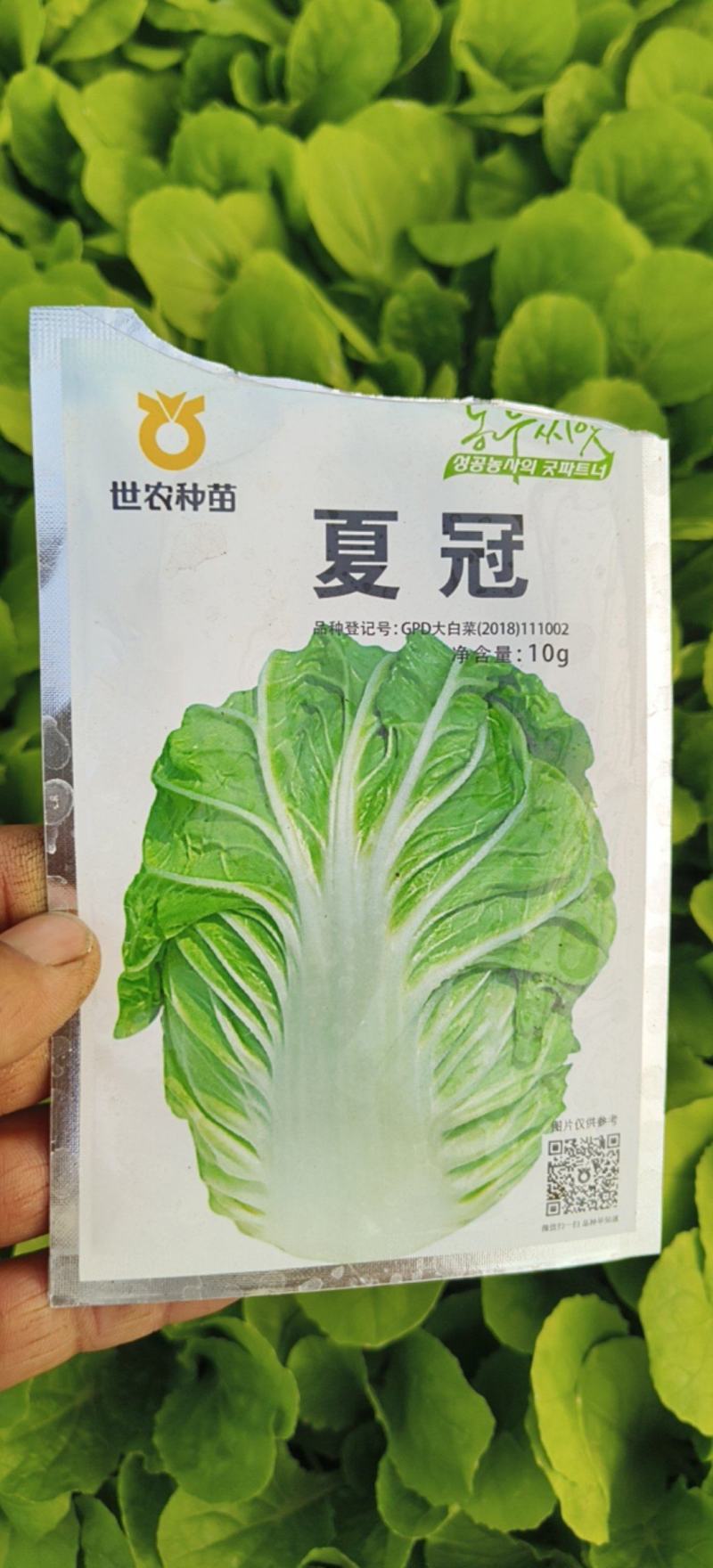 夏冠白菜苗，耐热抗病，产量高