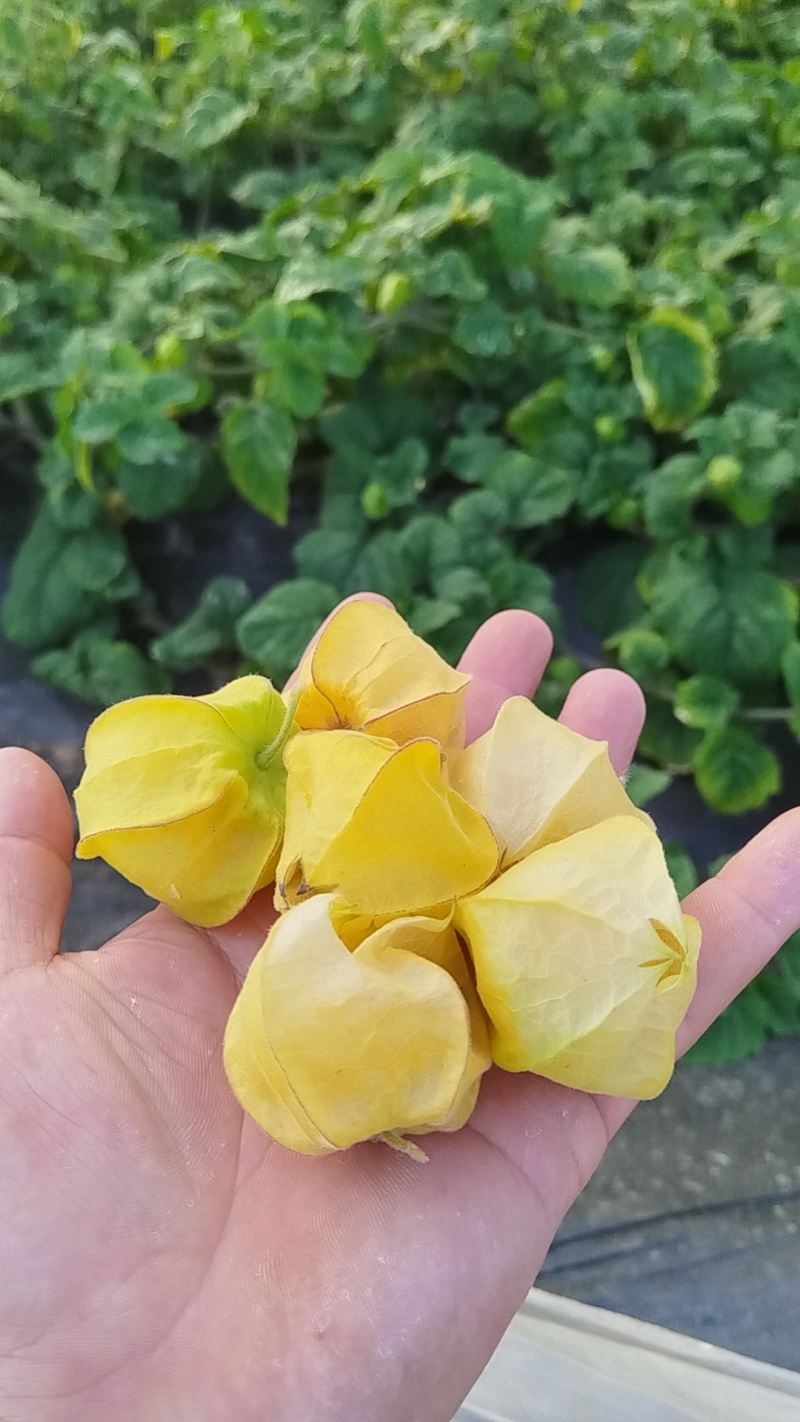 岫岩菇娘果