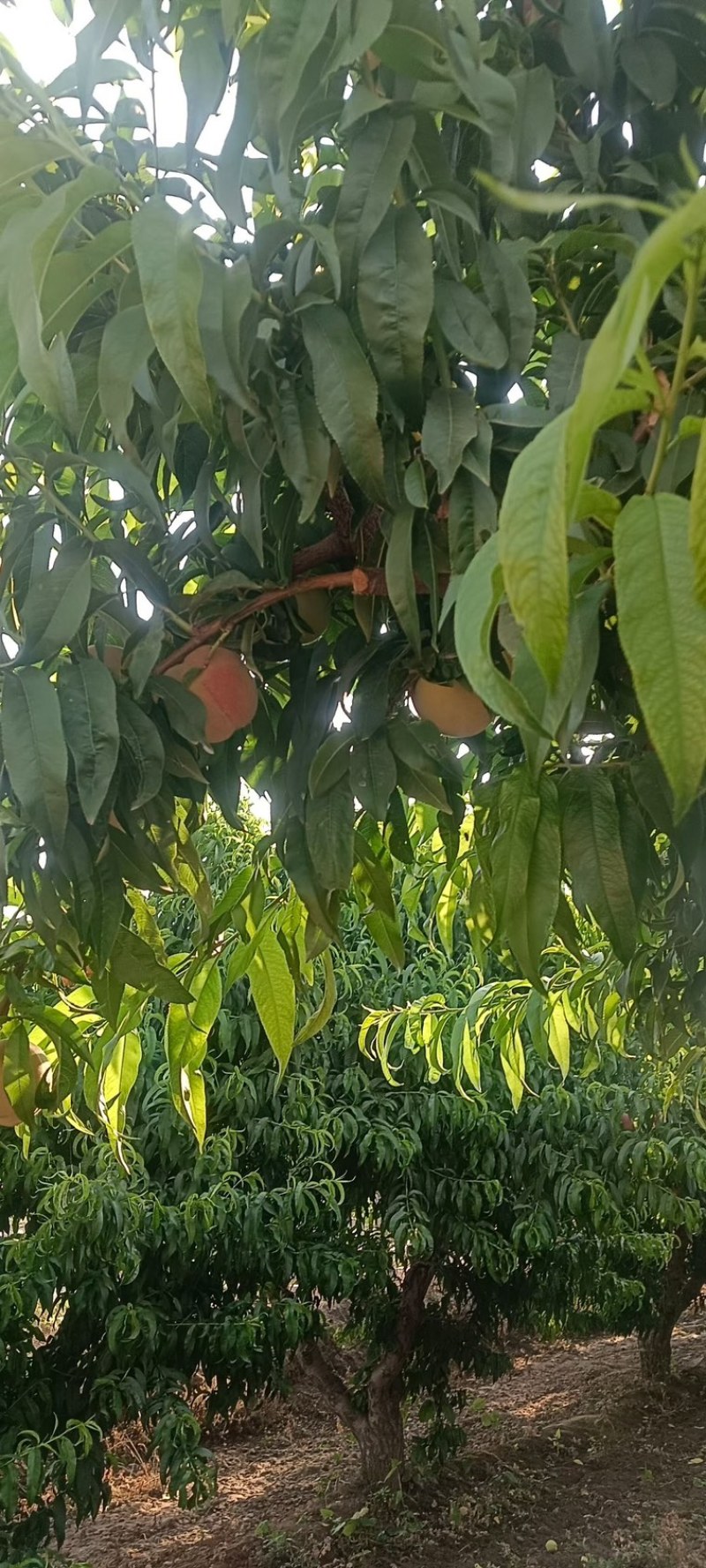 产地直销河北深州水蜜桃对接电商平台渠道市场工厂加工