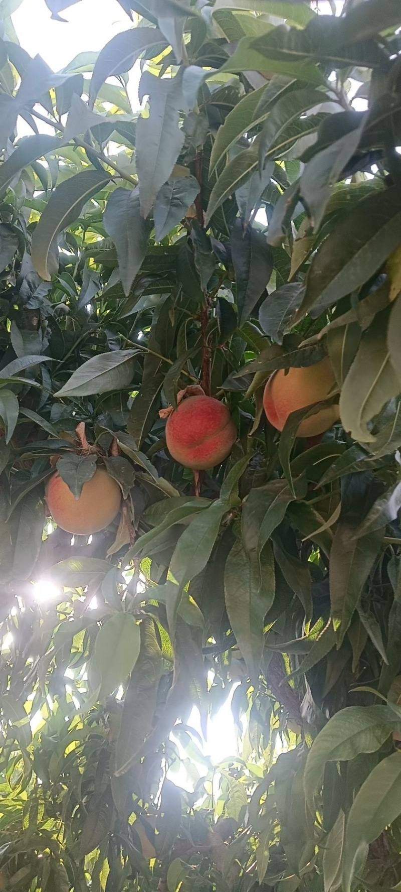 产地直销河北深州水蜜桃对接电商平台渠道市场工厂加工