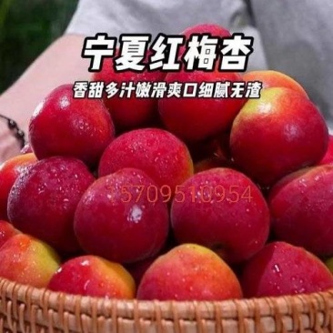 香甜可口多汁的红梅杏上市了