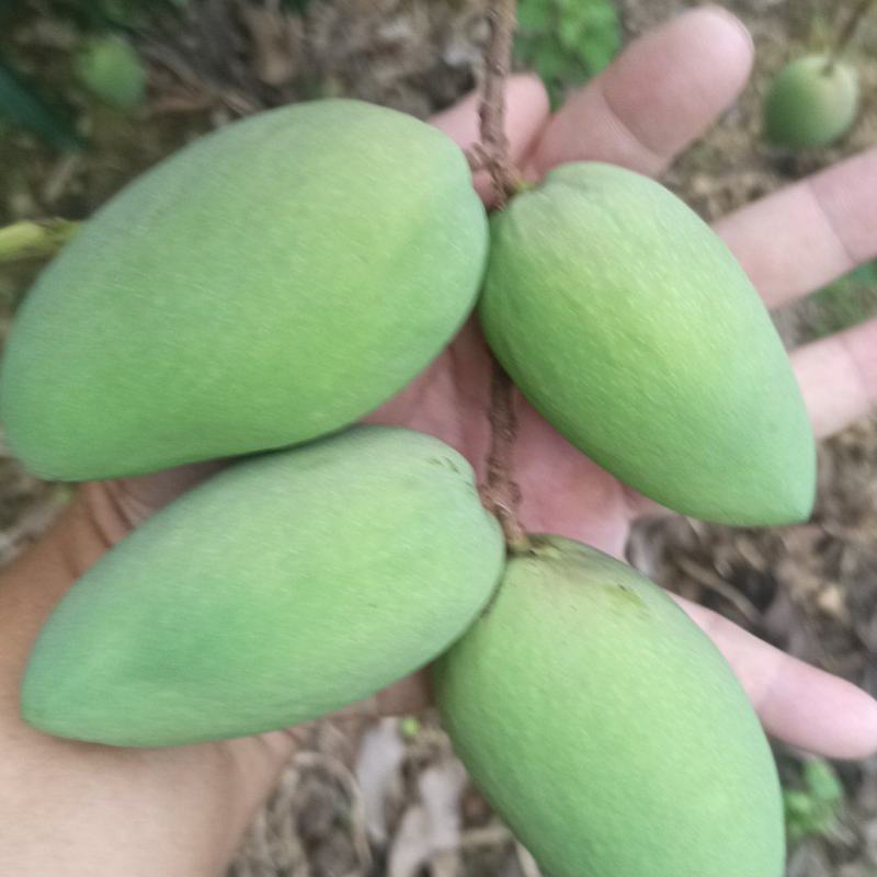 小台芒