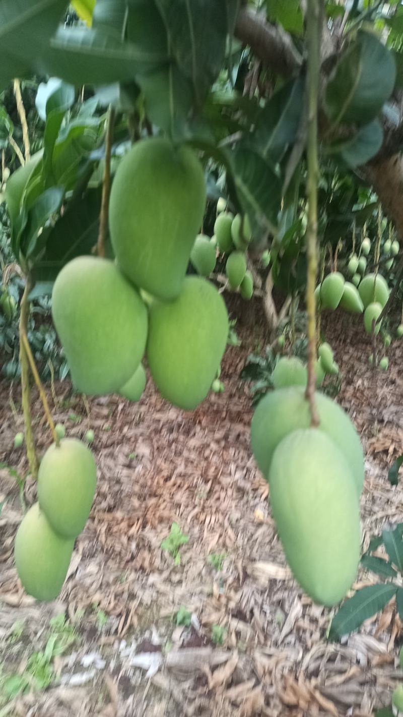 小台芒