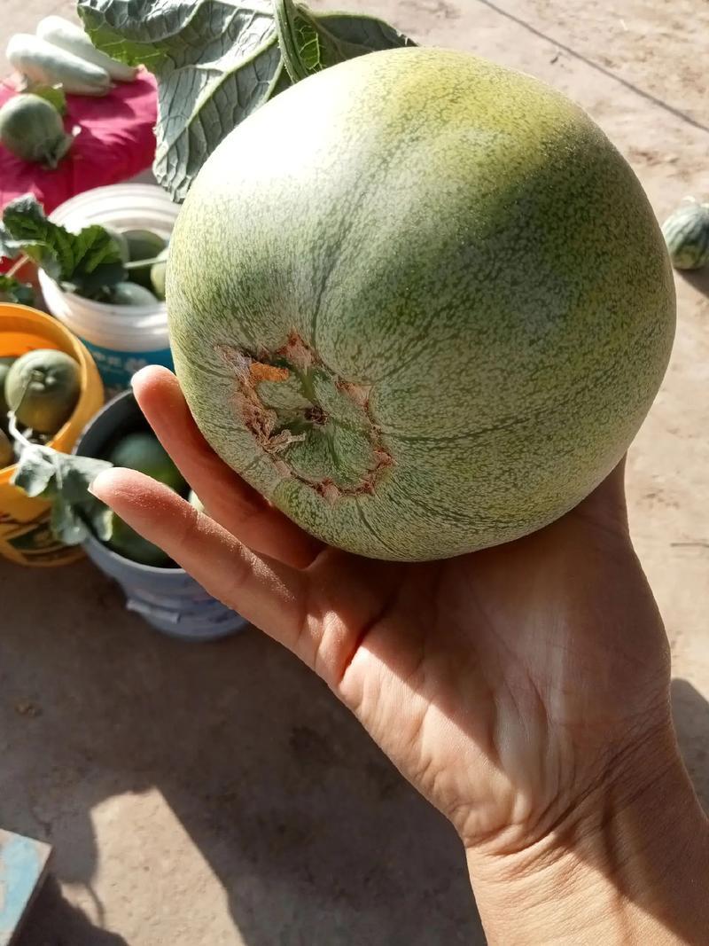产地河南省安阳市滑县万亩瓜果蔬菜基地直供头插绿宝