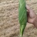 万糯玉米大量上市可视频发货