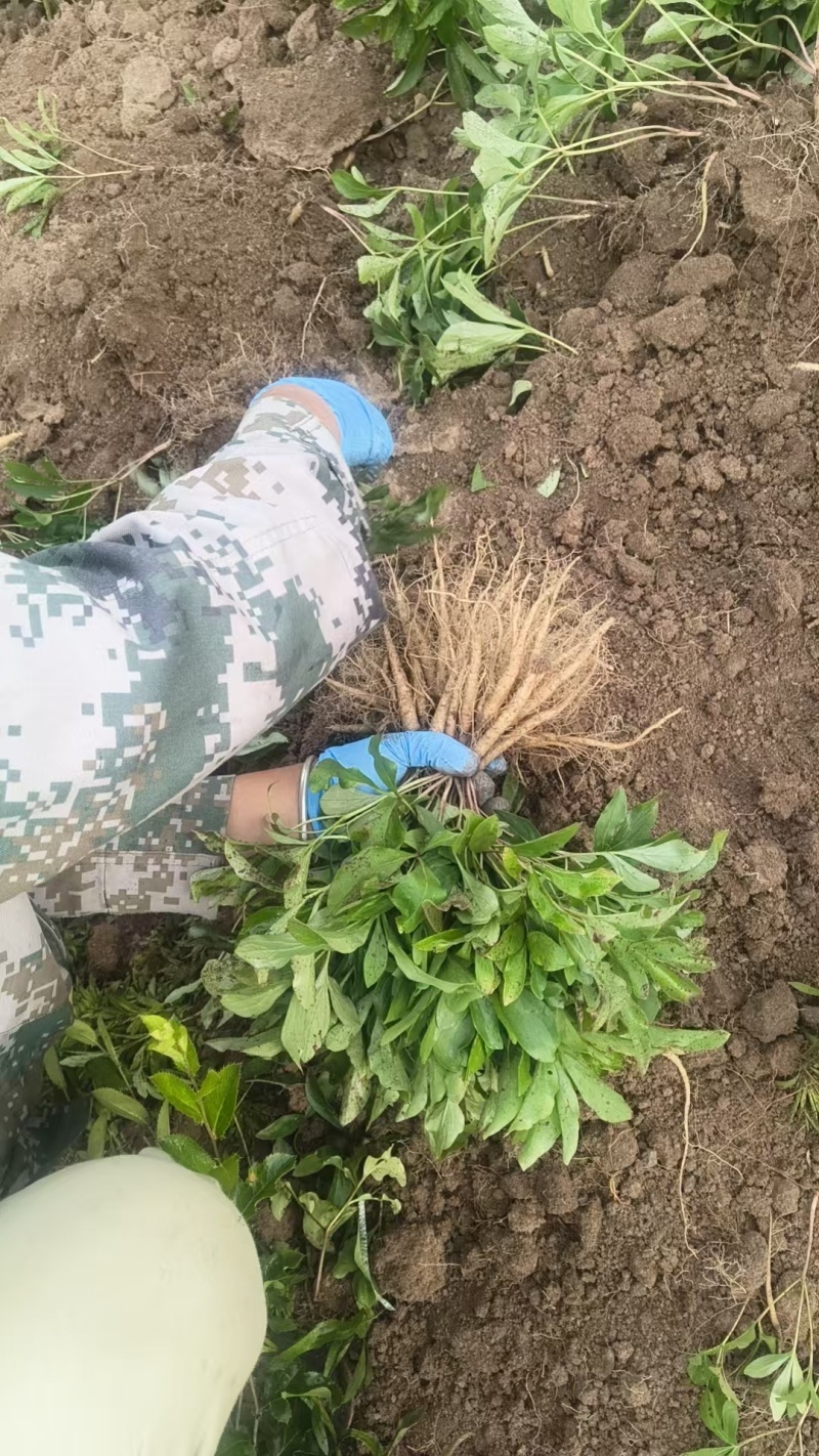 两年赤芍苗，烟杆坐标，质量特别特别好，易成活，教种植技术
