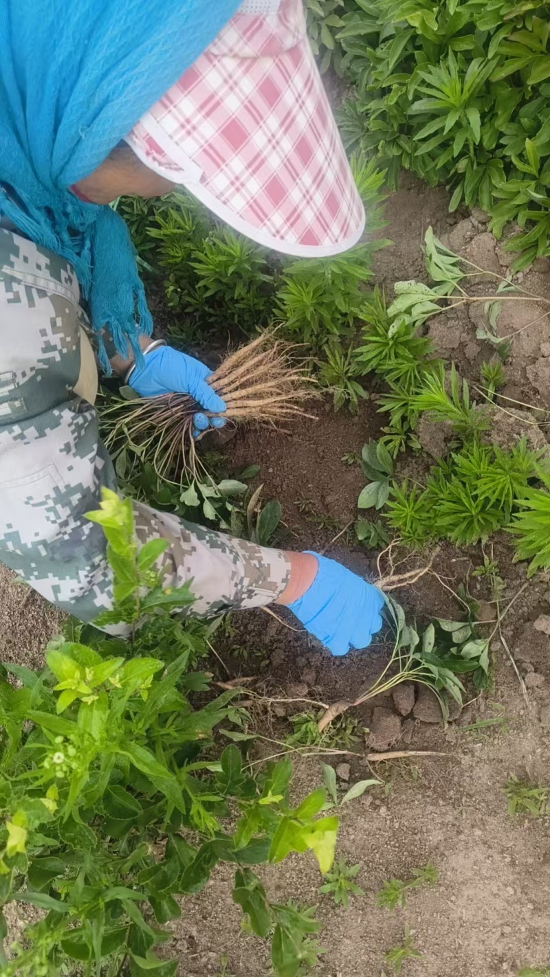 两年赤芍苗，烟杆坐标，质量特别特别好，易成活，教种植技术