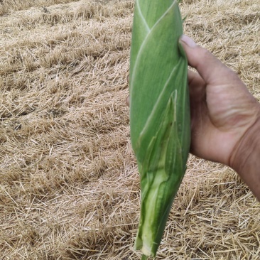 万糯玉米大量上市可视频发货
