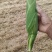 万糯玉米大量上市可视频发货