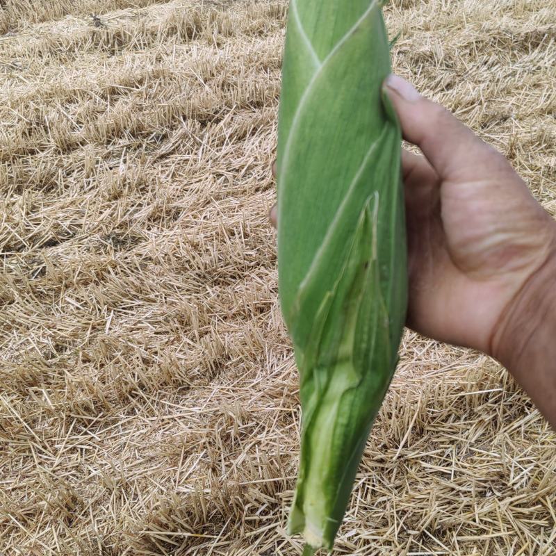万糯玉米大量上市可视频发货