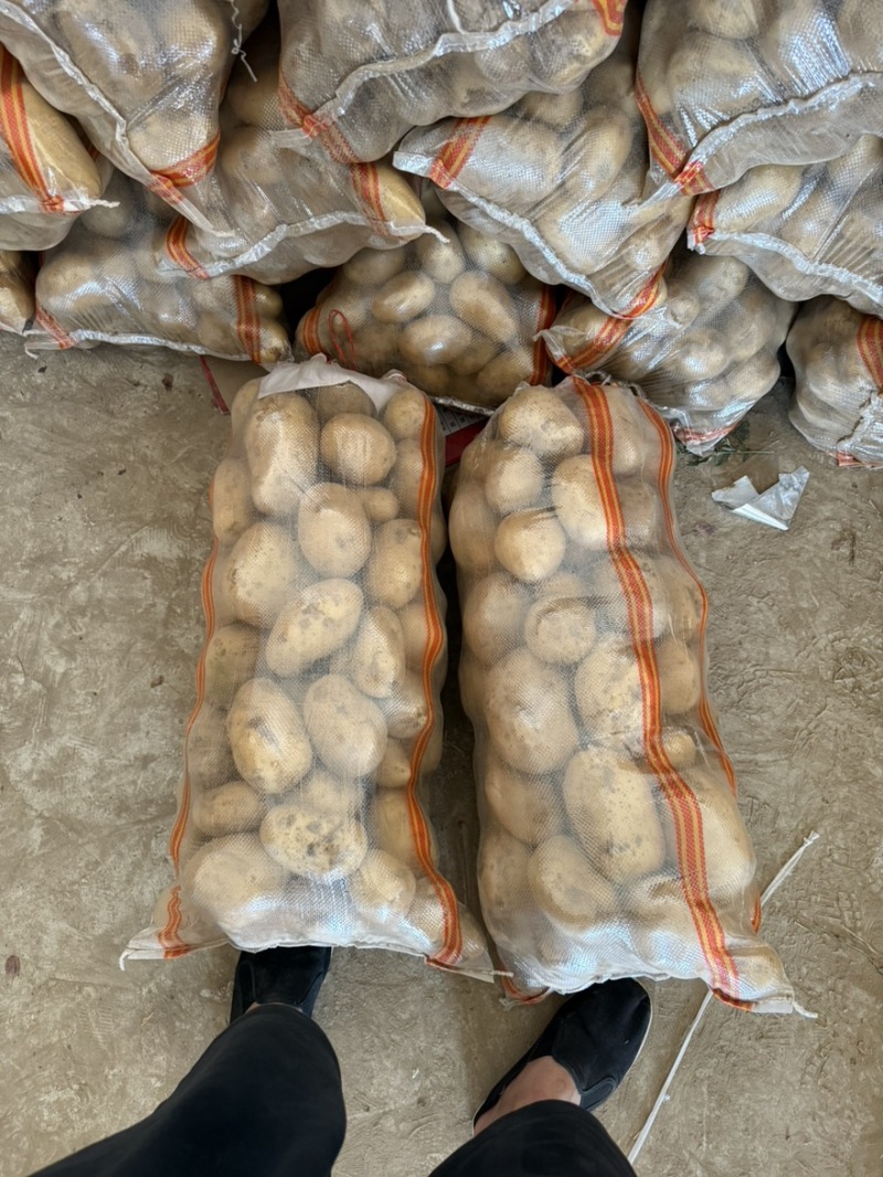 河南开封万亩土豆基地大量上市欢迎市场商超社区团购