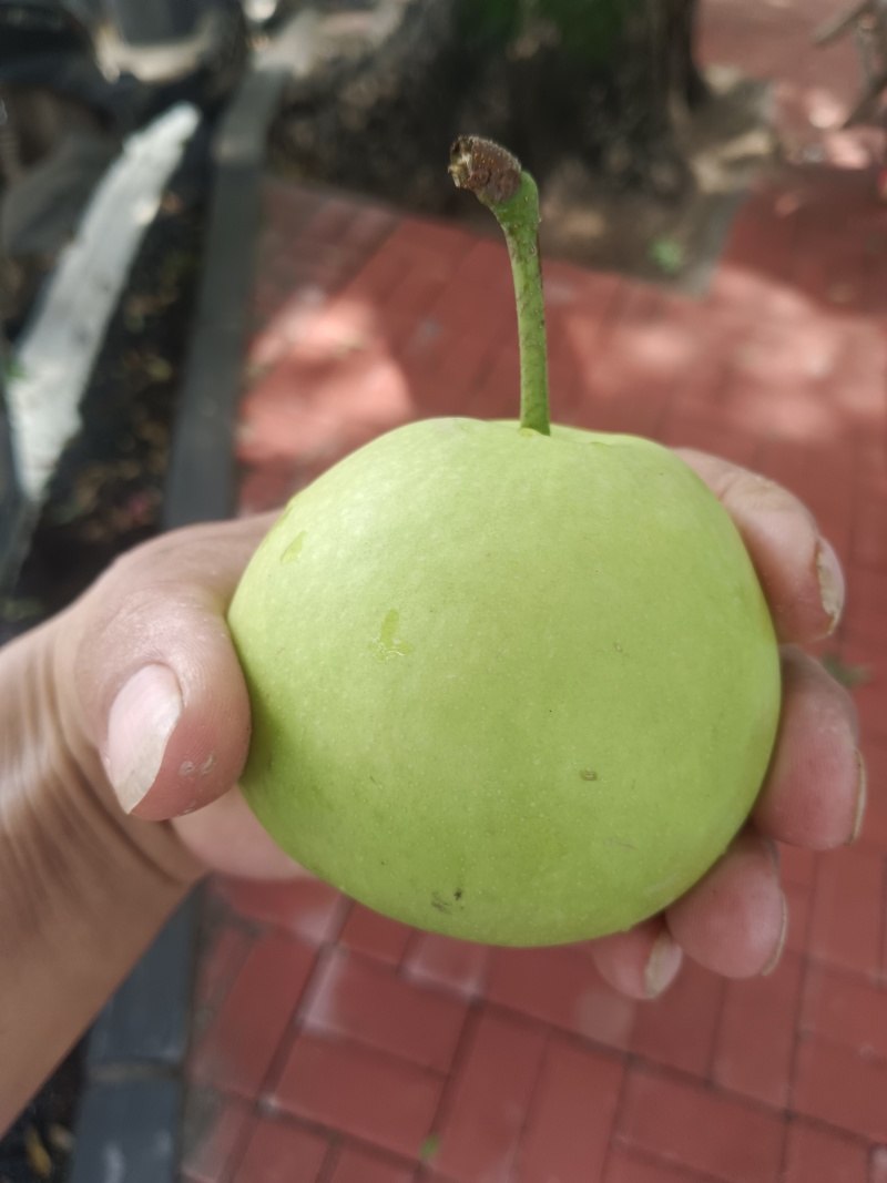 翠玉梨