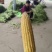 各种玉米棒，适应各种小商贩，500~5000斤，现摘现发