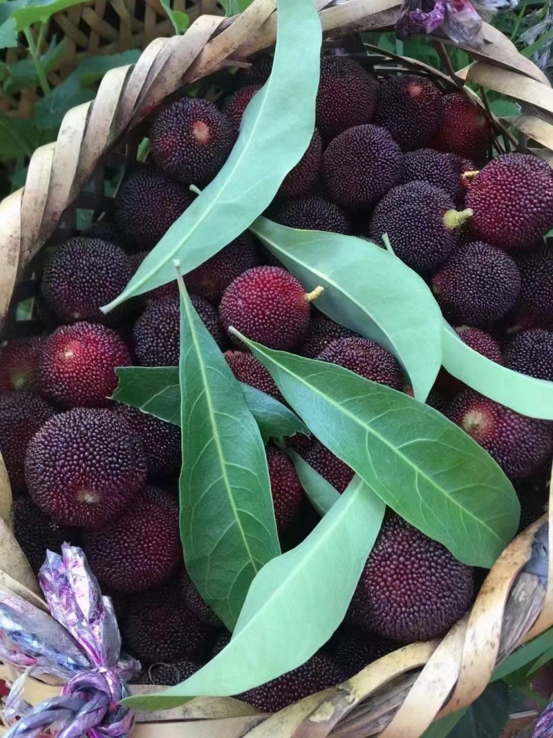 东魁杨梅