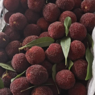 东魁杨梅