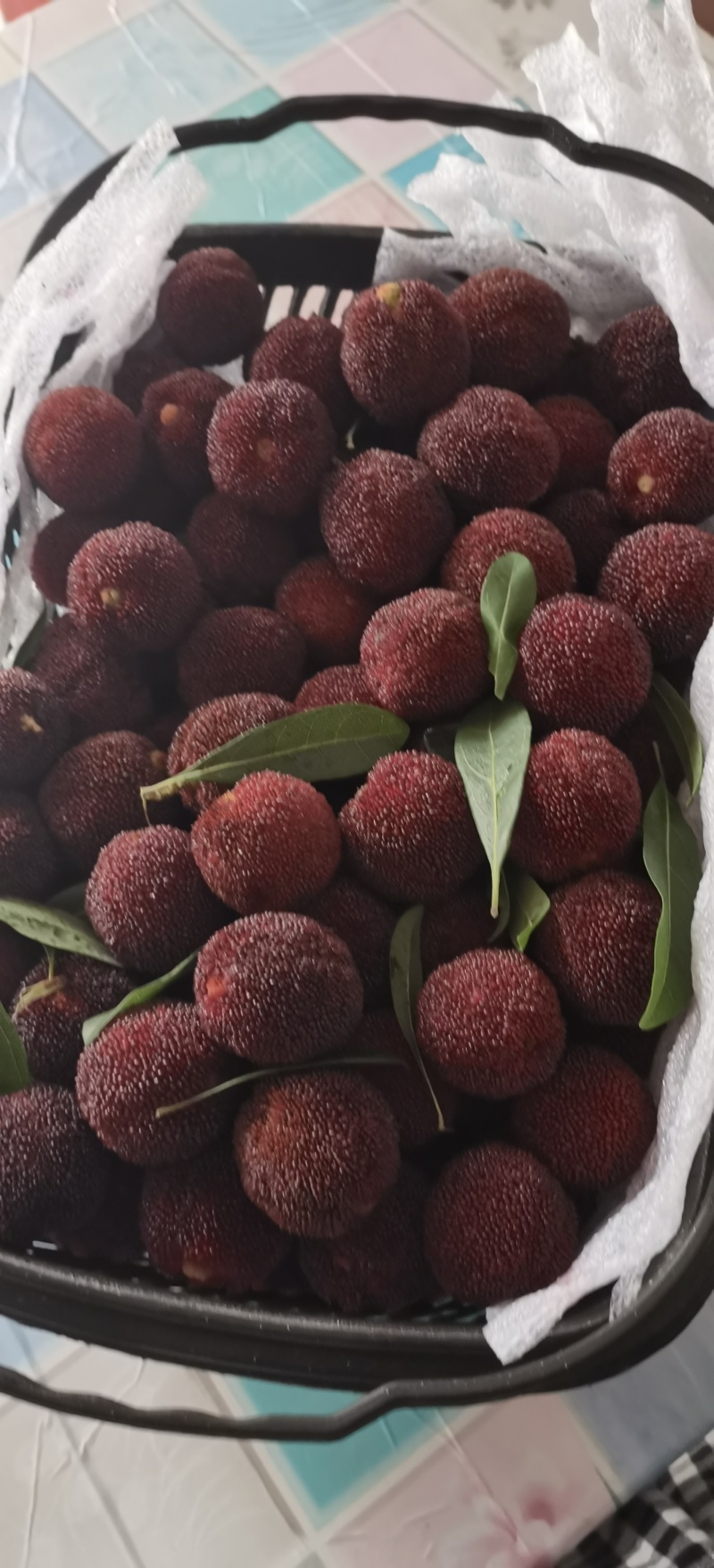 东魁杨梅