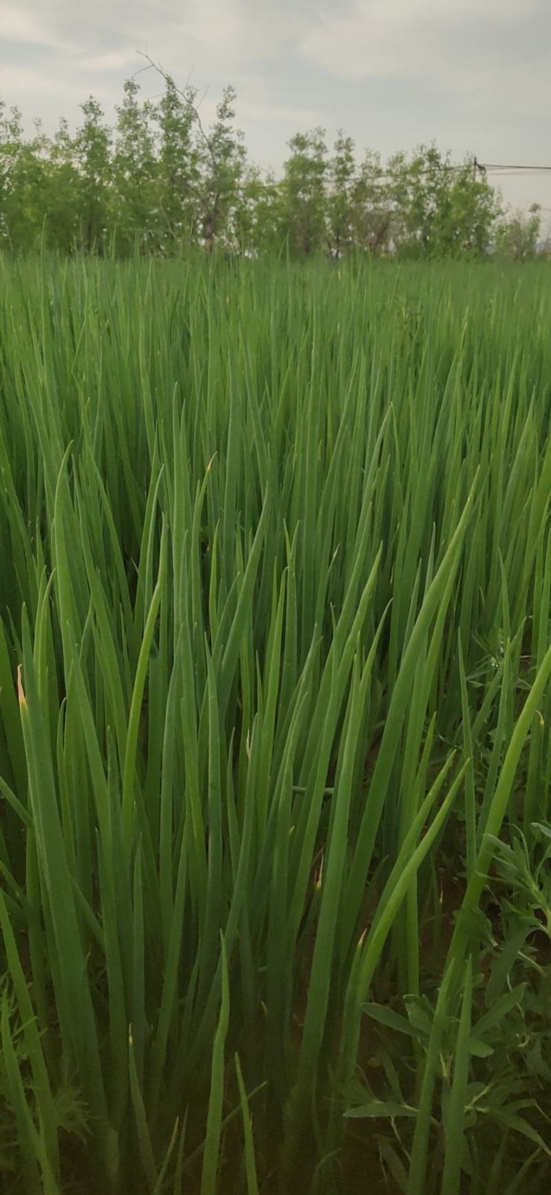 小葱出售有意者联系***********