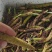 四川新都石昌蒲苗子，基地直发，各种规格都有，量大从优