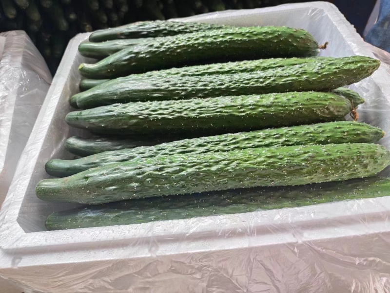 河南本地刺黄瓜黑油瓜适合超市市场电商食堂货都有，保质保量包