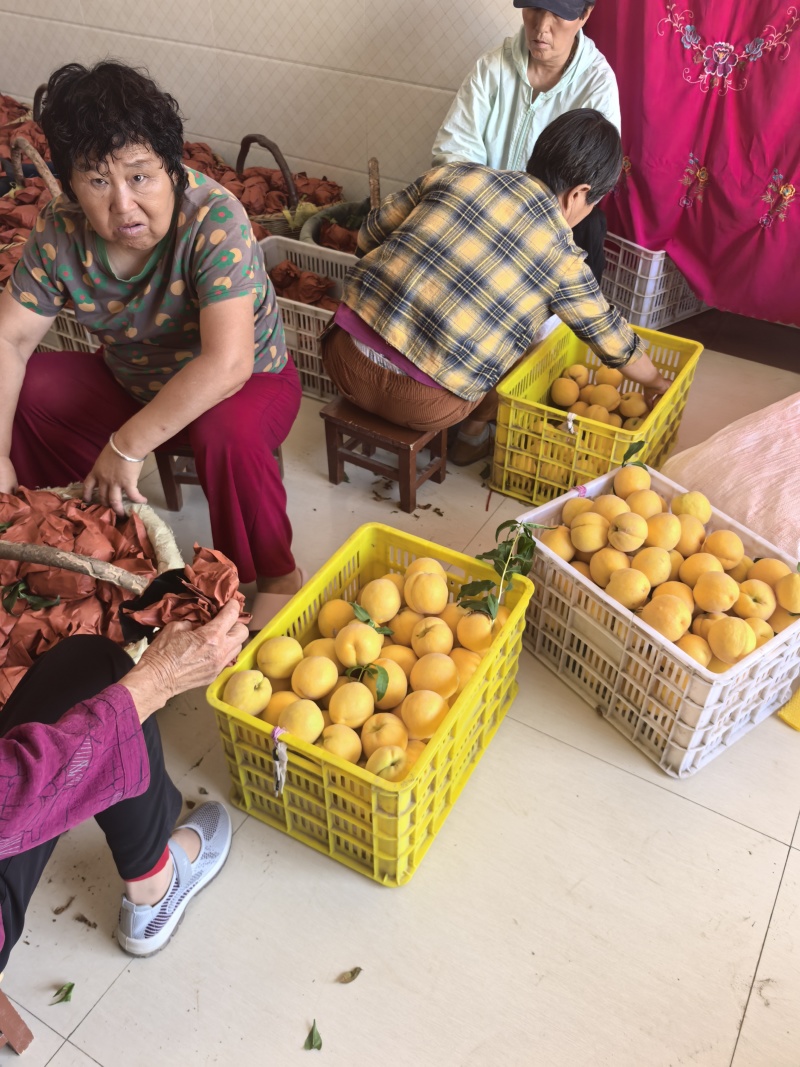 纸袋黄桃，全国发货，保质保量，对接全国各地批发市场