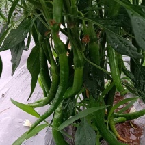 二荆条辣椒