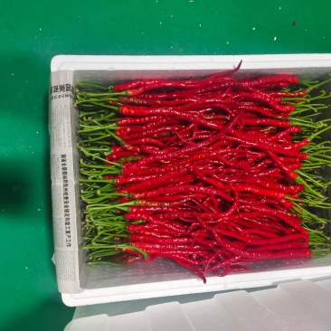 新苗鸡肠椒，鸡爪椒大量上市
