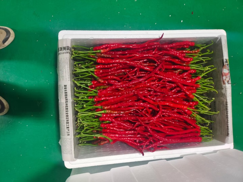 新苗鸡肠椒，鸡爪椒大量上市