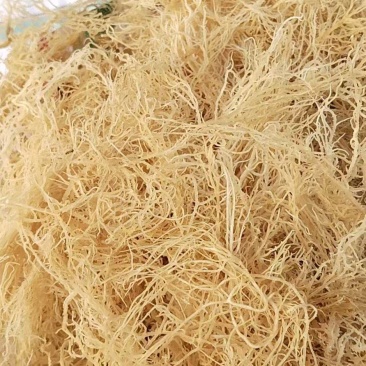 龙须菜厂家直销