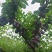 四川成都脆红李子大量有货，欢迎选购