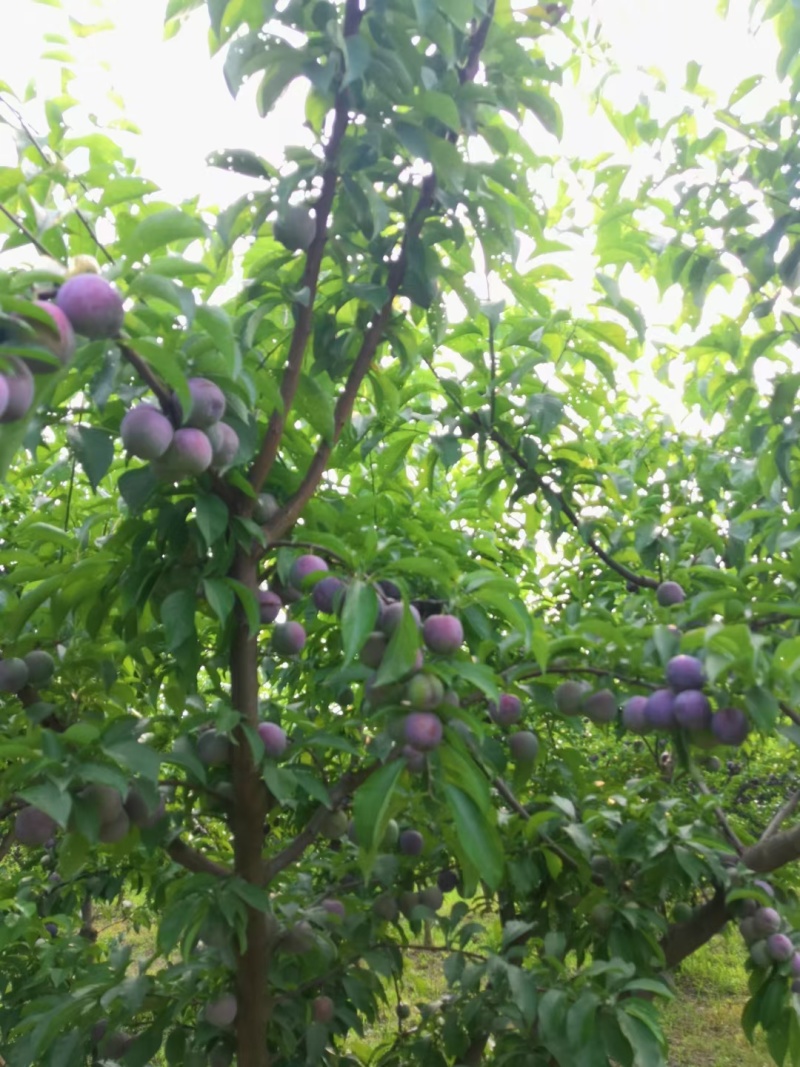 四川成都脆红李子大量有货，欢迎选购