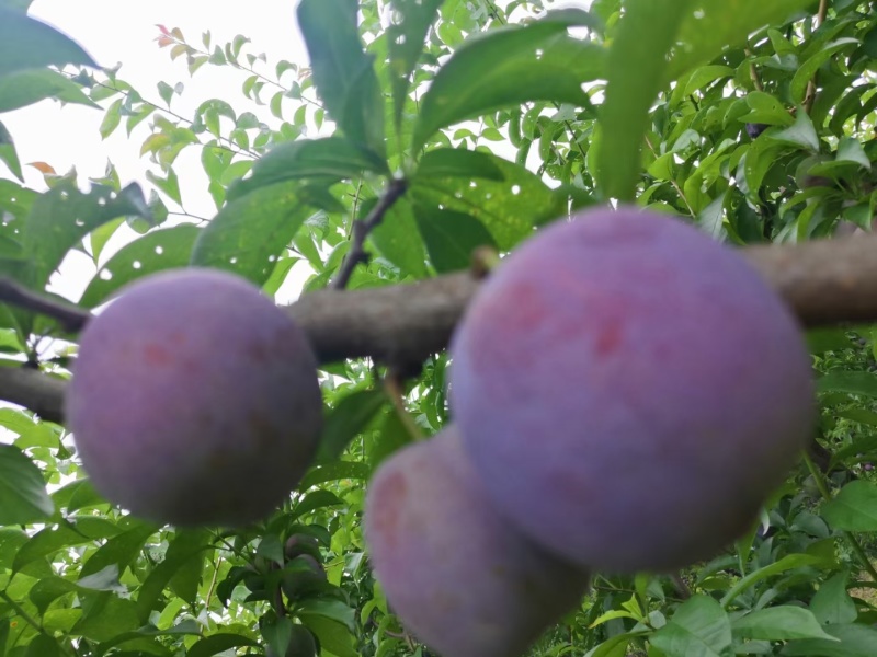 四川成都脆红李子大量有货，欢迎选购