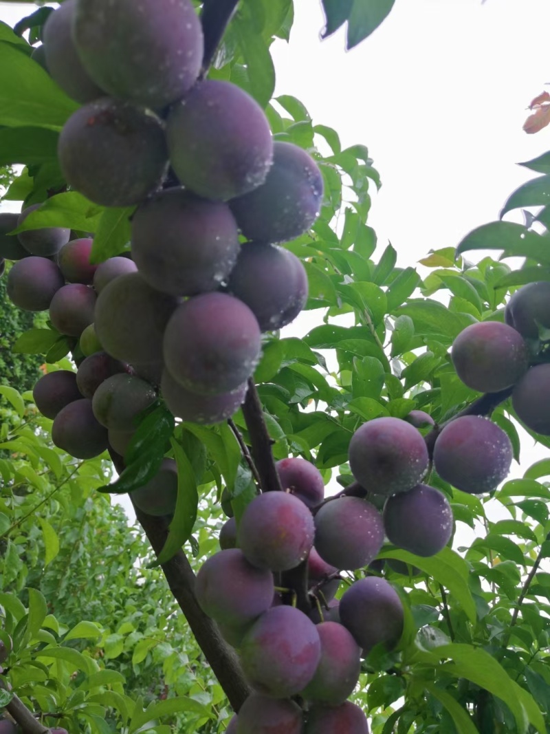 四川成都脆红李子大量有货，欢迎选购