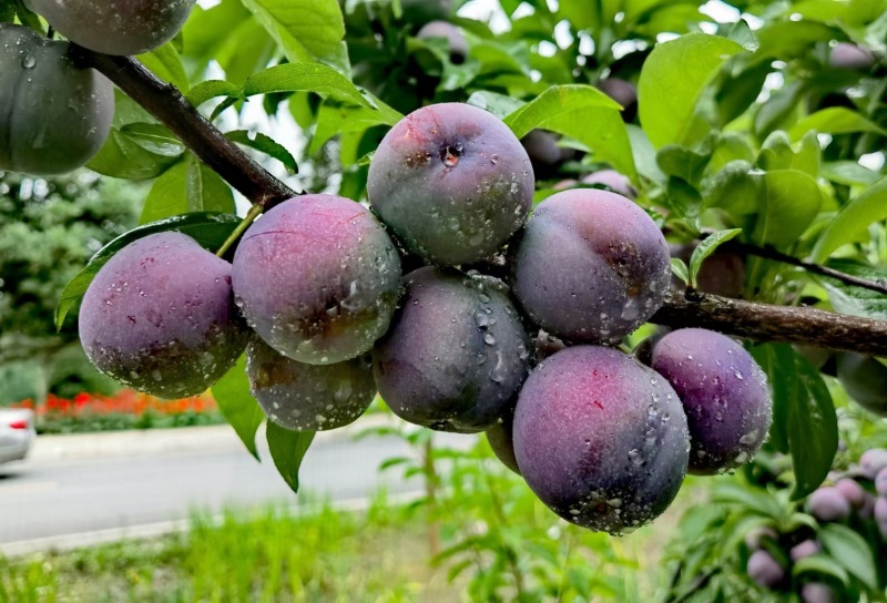 四川成都脆红李子大量有货，欢迎选购