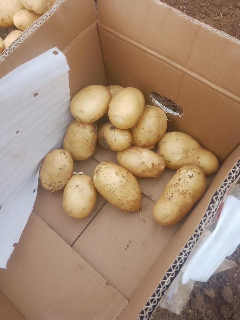 黄心土豆基地直发大小规格均有。常年有货保质保量包售后