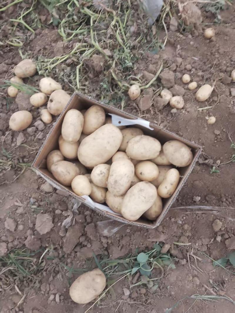 黄心土豆基地直发大小规格均有。常年有货保质保量包售后