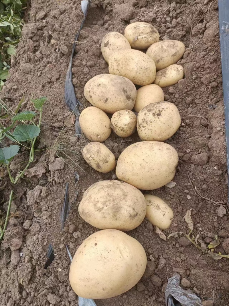 黄心土豆基地直发大小规格均有。常年有货保质保量包售后