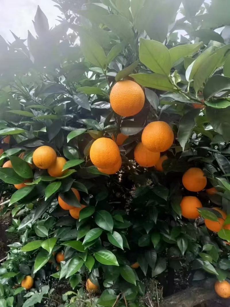 秭归夏橙，酸甜多汁，榨汁**，大量供应，欢迎渠道对接。