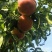 黄金密桃，65起，没动园，价格好商量，