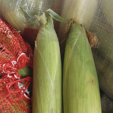 新鲜甜糯玉米，禹甜糯9号