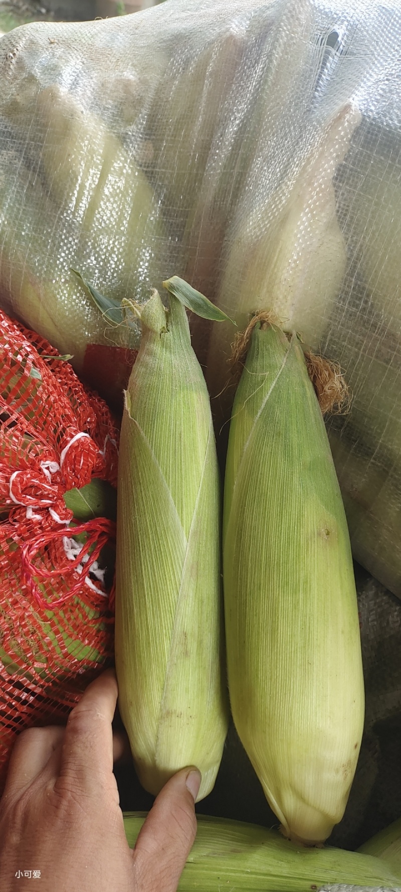 新鲜甜糯玉米，禹甜糯9号