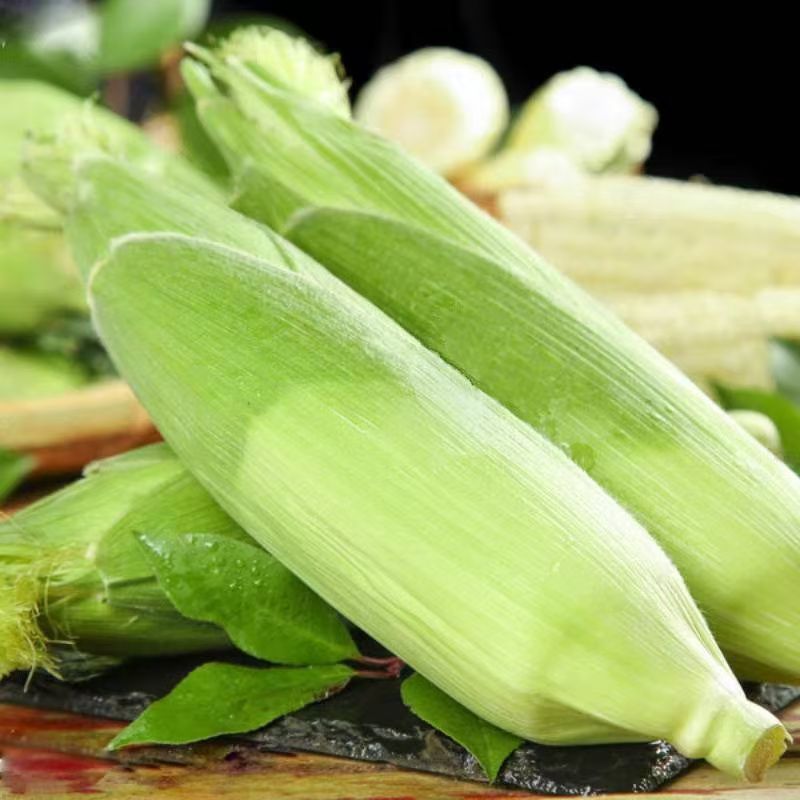 新鲜甜糯玉米，禹甜糯9号