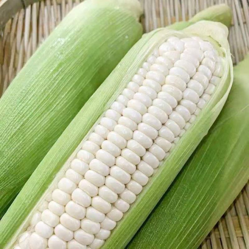 新鲜甜糯玉米，禹甜糯9号