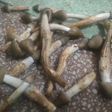 广西鸡枞菌苞（不开伞）