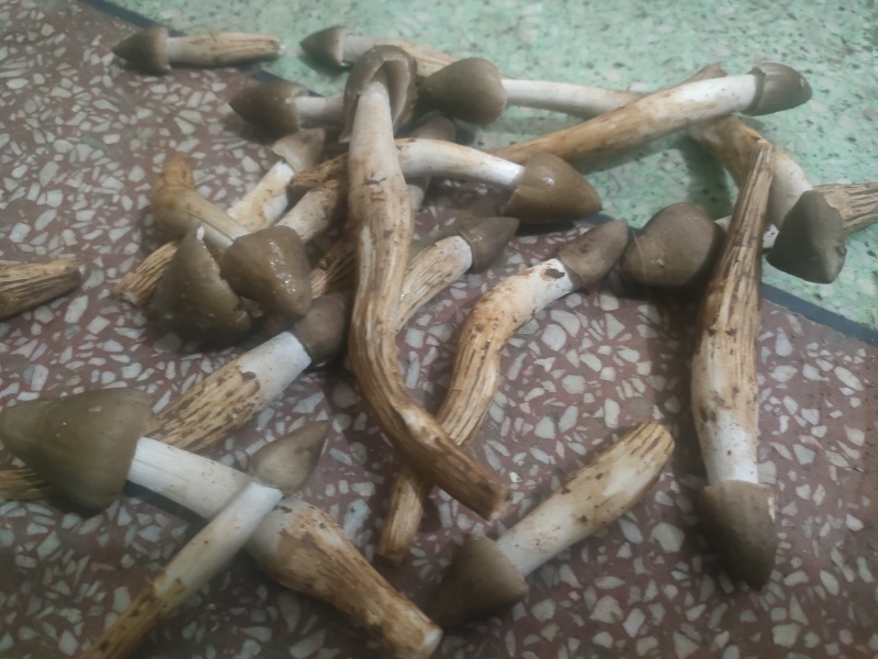 广西鸡枞菌苞（不开伞）