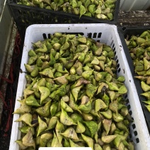 菱角