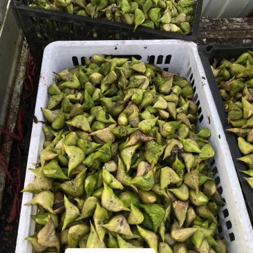 菱角
